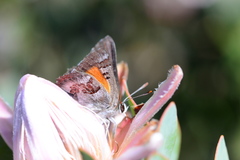 Capys alphaeus alphaeus