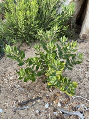 Phylica buxifolia