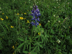 Lupinus pubescens