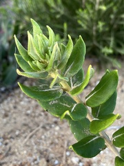 Phylica buxifolia