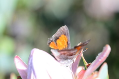 Capys alphaeus alphaeus