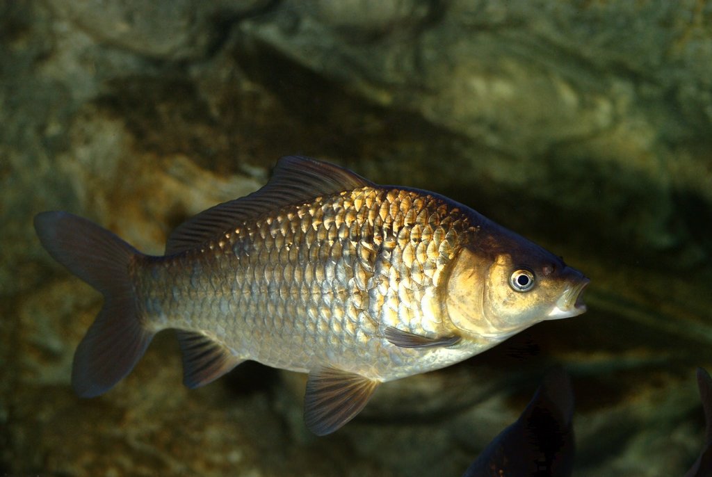 Crucian Carps