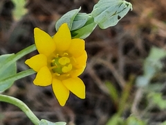 Blackstonia acuminata