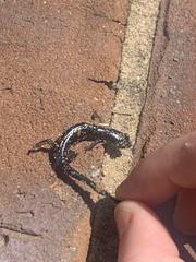 Plethodon glutinosus