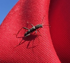 Neoclytus horridus