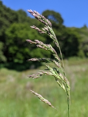 Poa secunda secunda