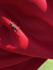 Neoclytus horridus