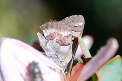 Capys alphaeus alphaeus