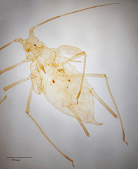 Uroleucon erigeronense