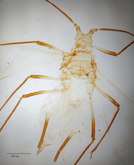 Uroleucon erigeronense