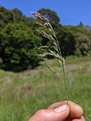 Poa secunda secunda
