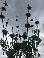 Leonotis nepetifolia