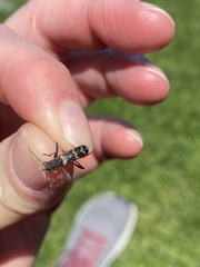 Neoclytus horridus