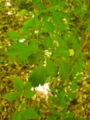 Crataegus spathulata