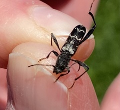 Neoclytus horridus