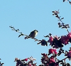 Carduelis carduelis britannica