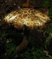 Psathyrella subtruncatispora