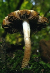Psathyrella subtruncatispora