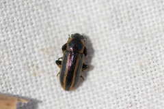 Prasocuris phellandrii