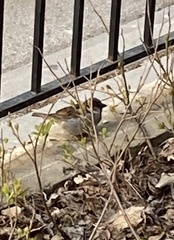 Passer domesticus