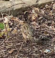 Passer domesticus