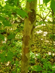 Crataegus spathulata