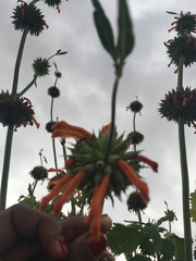 Leonotis nepetifolia