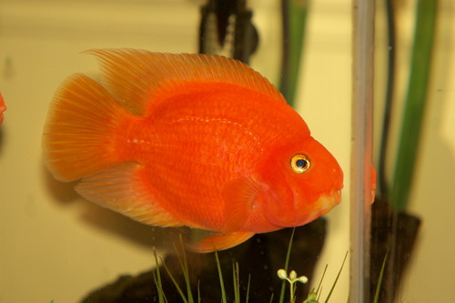 Blood Parrot Cichlid (Hybrid Amphilophus citrinellus × Vieja melanurus ...