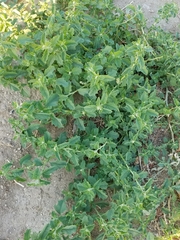 Chenopodium album