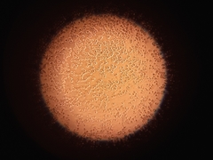 Saccharomycetes
