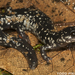 Savannah Slimy Salamander - Photo (c) 2011 Todd Pierson, some rights reserved (CC BY-NC)