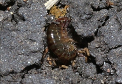 Arcitalitrus sylvaticus
