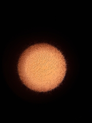 Saccharomycetes