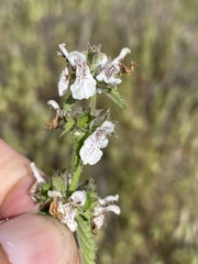 Stachys rigida quercetorum