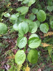 Viburnum ellipticum
