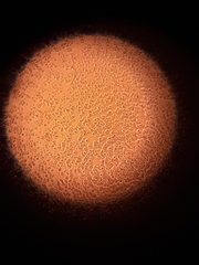 Saccharomycetes