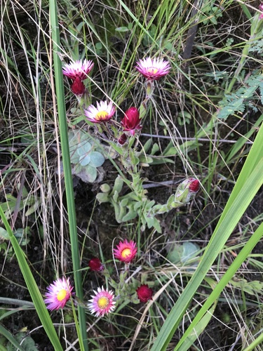 Helichrysum adenocarpum image