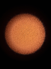 Saccharomycetes