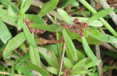Ammannia baccifera iNat (1)