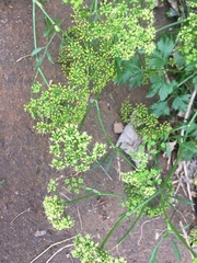 Petroselinum crispum