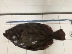 Paralichthys woolmani