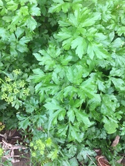 Petroselinum crispum