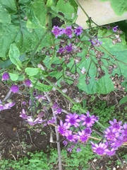 Pericallis