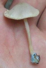 Mycena amicta
