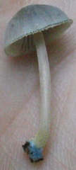 Mycena amicta