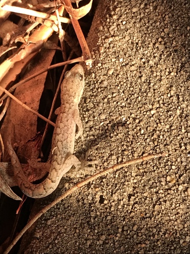 Christinus marmoratus