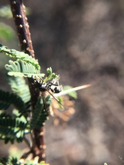 Polybia plebeja