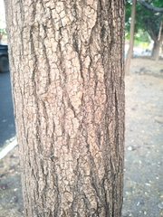 Tabebuia rosea