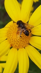 Eristalis tenax