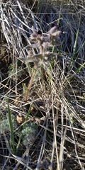 Nonea pulla